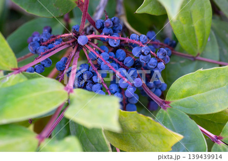 Close-up of ripe bright blue Mahonia berries among green leaves, Mahonia gracilipes in winter. Close-up of ripe bright blue Mahonia berries among green leaves, Mahonia gracilipes in winter. 139439914