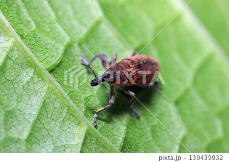 タデ科植物の葉の上に長い黒鼻に赤さび色のカツオゾウムシ成虫（日本自然昆虫生態ストロボマクロ撮影） 139439932