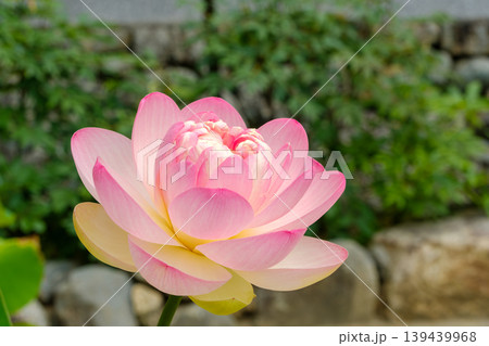 淡いピンクの蓮の花が美しく咲く夏の風景 139439968