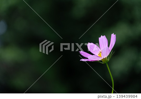 秋に咲く秋桜の花 秋に咲く秋桜の花 139439984