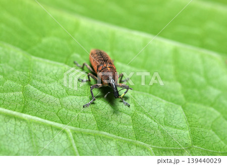 タデ科植物の葉の上に長い黒鼻に赤さび色のカツオゾウムシ成虫(日本自然昆虫生態ストロボマクロ撮影) タデ科植物の葉の上に長い黒鼻に赤さび色のカツオゾウムシ成虫(日本自然昆虫生態ストロボマクロ撮影) 139440029