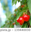 収穫間近のさくらんぼ 佐藤錦 旬の果物 139440030