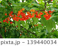 収穫間近のさくらんぼ 佐藤錦 旬の果物 139440034