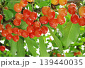 収穫間近のさくらんぼ 佐藤錦 旬の果物 139440035