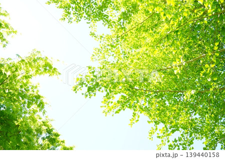 イチョウの新緑が広がる初夏の見上げ イチョウの新緑が広がる初夏の見上げ 139440158