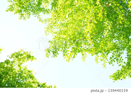 イチョウの若葉と空の透明感 イチョウの若葉と空の透明感 139440159