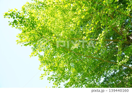 イチョウの新緑が映える初夏の見上げ イチョウの新緑が映える初夏の見上げ 139440160