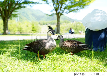 公園の芝生で並ぶカルガモ夫婦 公園の芝生で並ぶカルガモ夫婦 139440162