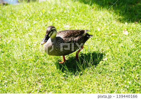 芝生で振り返るカルガモのペア 139440166