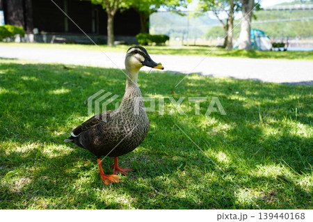 首を伸ばすカルガモの凛々しい姿 首を伸ばすカルガモの凛々しい姿 139440168