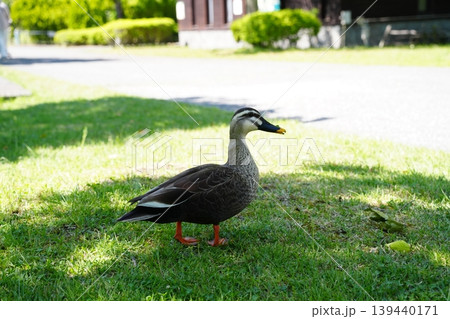 公園を歩くカルガモ 139440171