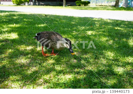 芝生でひと休みするカルガモ 芝生でひと休みするカルガモ 139440173