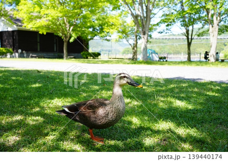 公園の木陰を歩くカルガモ 公園の木陰を歩くカルガモ 139440174