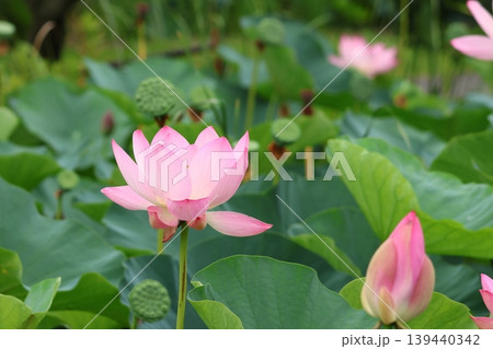 都立水元公園の「ハス池」ハスの花　六月下旬から七月いっぱい　東京都葛飾区 139440342