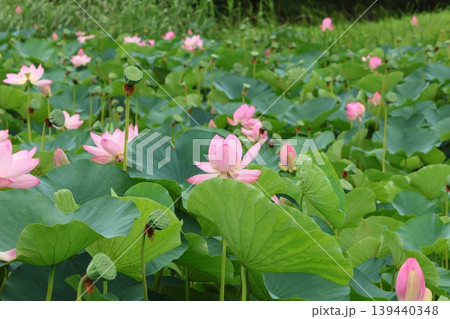 都立水元公園の「ハス池」ハスの花 六月下旬から七月いっぱい 東京都葛飾区 都立水元公園の「ハス池」ハスの花 六月下旬から七月いっぱい 東京都葛飾区 139440348