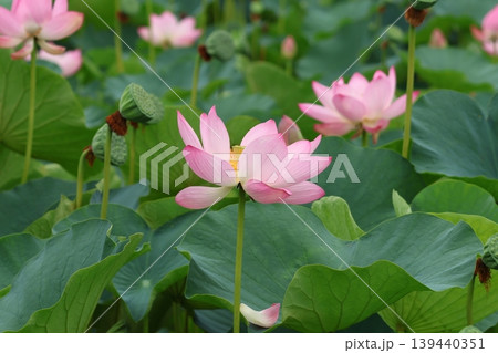 都立水元公園の「ハス池」ハスの花 六月下旬から七月いっぱい 東京都葛飾区 都立水元公園の「ハス池」ハスの花 六月下旬から七月いっぱい 東京都葛飾区 139440351