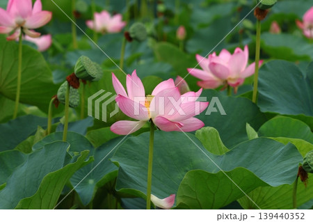 都立水元公園の「ハス池」ハスの花　六月下旬から七月いっぱい　東京都葛飾区 139440352