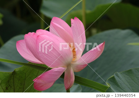 都立水元公園の「ハス池」ハスの花 六月下旬から七月いっぱい 東京都葛飾区 都立水元公園の「ハス池」ハスの花 六月下旬から七月いっぱい 東京都葛飾区 139440354