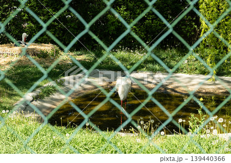 White stork kept in captivity behind a wire mesh fence 139440366