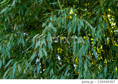 Lush green bamboo leaves background in a tropical garden Lush green bamboo leaves background in a tropical garden 139440367