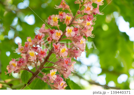 Beautiful pink horse chestnut flowers blooming on a tree 139440371