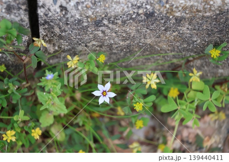 道の端に生える雑草の花の中の白い花びらのニワゼキショウのアップの風景 道の端に生える雑草の花の中の白い花びらのニワゼキショウのアップの風景 139440411