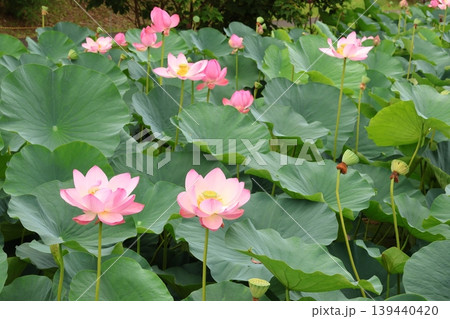蓮の花のある風景 蓮の花のある風景 139440420