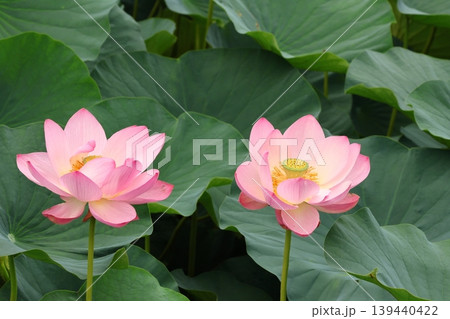 蓮の花のある風景 139440422