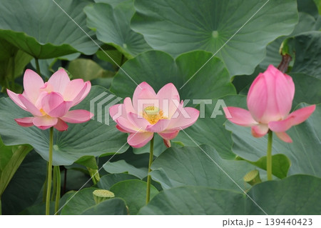蓮の花のある風景 蓮の花のある風景 139440423