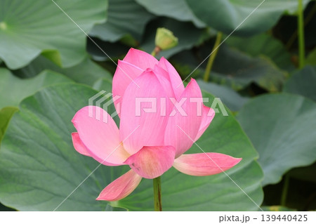 蓮の花のある風景 蓮の花のある風景 139440425