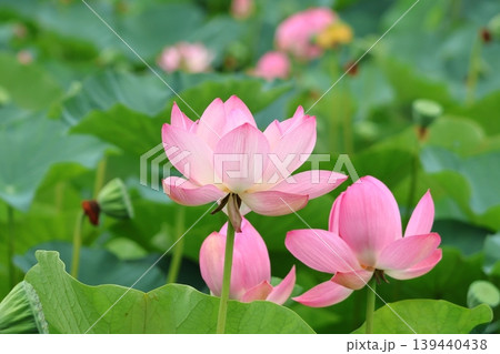 蓮の花のある風景 蓮の花のある風景 139440438