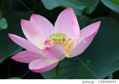 蓮の花のある風景 蓮の花のある風景 139440443