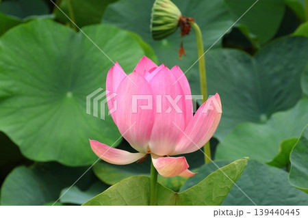 蓮の花のある風景 蓮の花のある風景 139440445