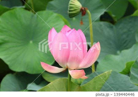 蓮の花のある風景 139440446