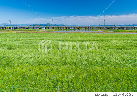 湖西地方比良の麦畑 滋賀県大津市 湖西地方比良の麦畑 滋賀県大津市 139440550