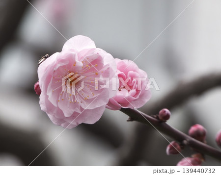 細い枝に開花したピンク色の八重咲きの梅の花 139440732