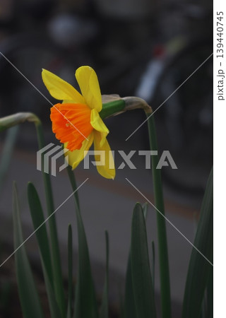 黄色い花びらとオレンジ色の副花冠が特徴的なスイセンの花 黄色い花びらとオレンジ色の副花冠が特徴的なスイセンの花 139440745