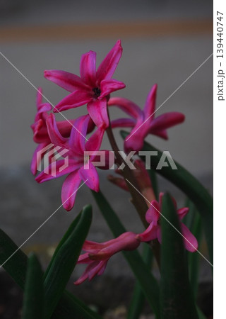 屋外で咲く鮮やかなピンク色のヒヤシンスの花 139440747