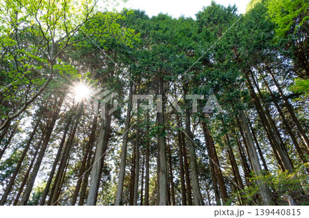 丹沢大山の登山道のヒノキ林に差す光条 丹沢大山の登山道のヒノキ林に差す光条 139440815