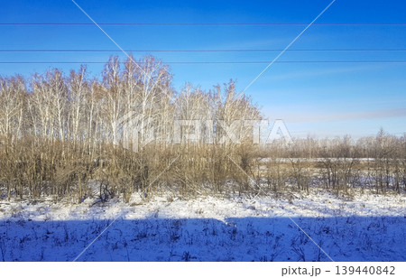 Snow-covered landscape featuring a cluster of bare trees with white trunks and a clear blue sky in the background, showcasing winter scenery in a rural area Snow-covered landscape featuring a cluster of bare trees with white trunks and a clear blue sky in the background, showcasing winter scenery in a rural area 139440842