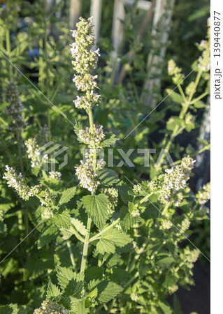 Green flowering herb with tall stems and clusters of white blossoms growing in a garden setting, surrounded by lush green foliage and natural sunlight Green flowering herb with tall stems and clusters of white blossoms growing in a garden setting, surrounded by lush green foliage and natural sunlight 139440877