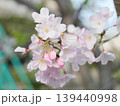 春の日差しを浴びて咲く満開の桜 139440998