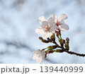 桜咲く 139440999