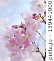 春の青空に映える桜 139441000