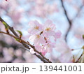 春の日差しを浴びて咲く満開の桜 139441001