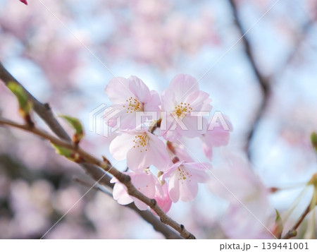 春の日差しを浴びて咲く満開の桜 139441001