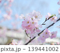桜咲く 139441002