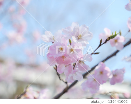 桜咲く 桜咲く 139441002