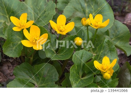Marsh Marigold Flowers in Spring Marsh Marigold Flowers in Spring 139441066