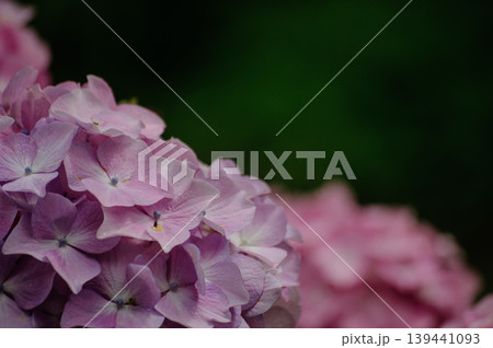 6月の花 紫陽花のアップとテキストスペースのある横構図 6月の花 紫陽花のアップとテキストスペースのある横構図 139441093